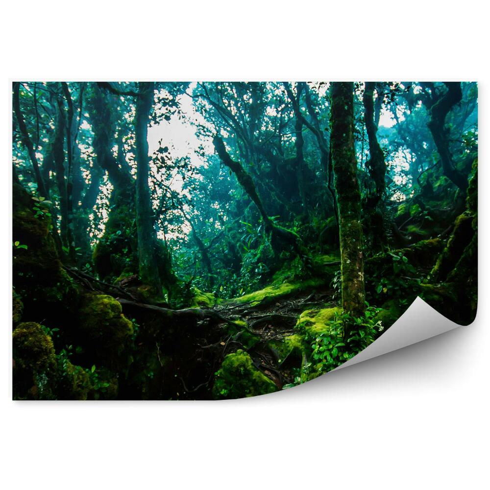 Papier peint Chemin de la jungle Arbres verts épais