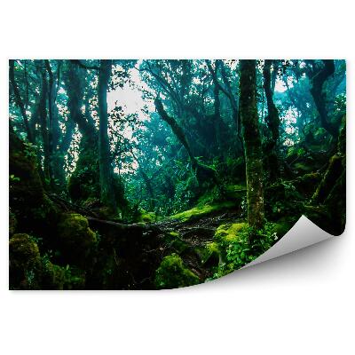 Papier peint Chemin de la jungle Arbres verts épais