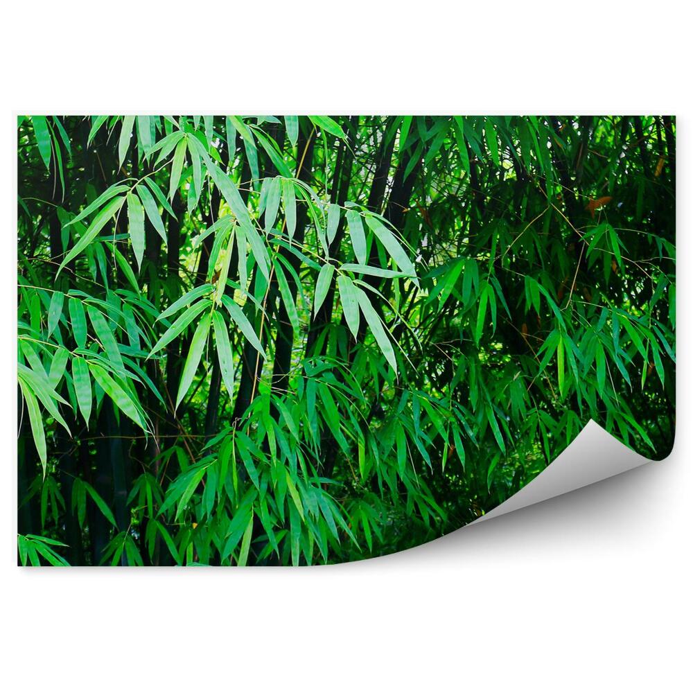 Papier peint Forêt de Chine Feuilles de bambou vertes