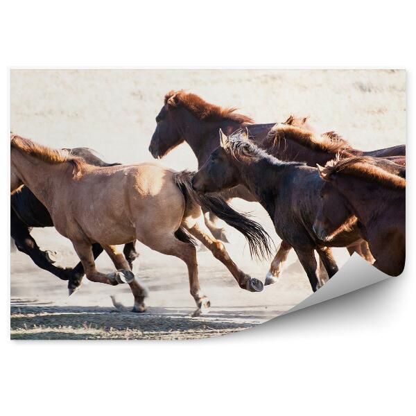 Papier peint Troupeau De Chevaux Bruns Noirs Au Galop Herbe Des Champs