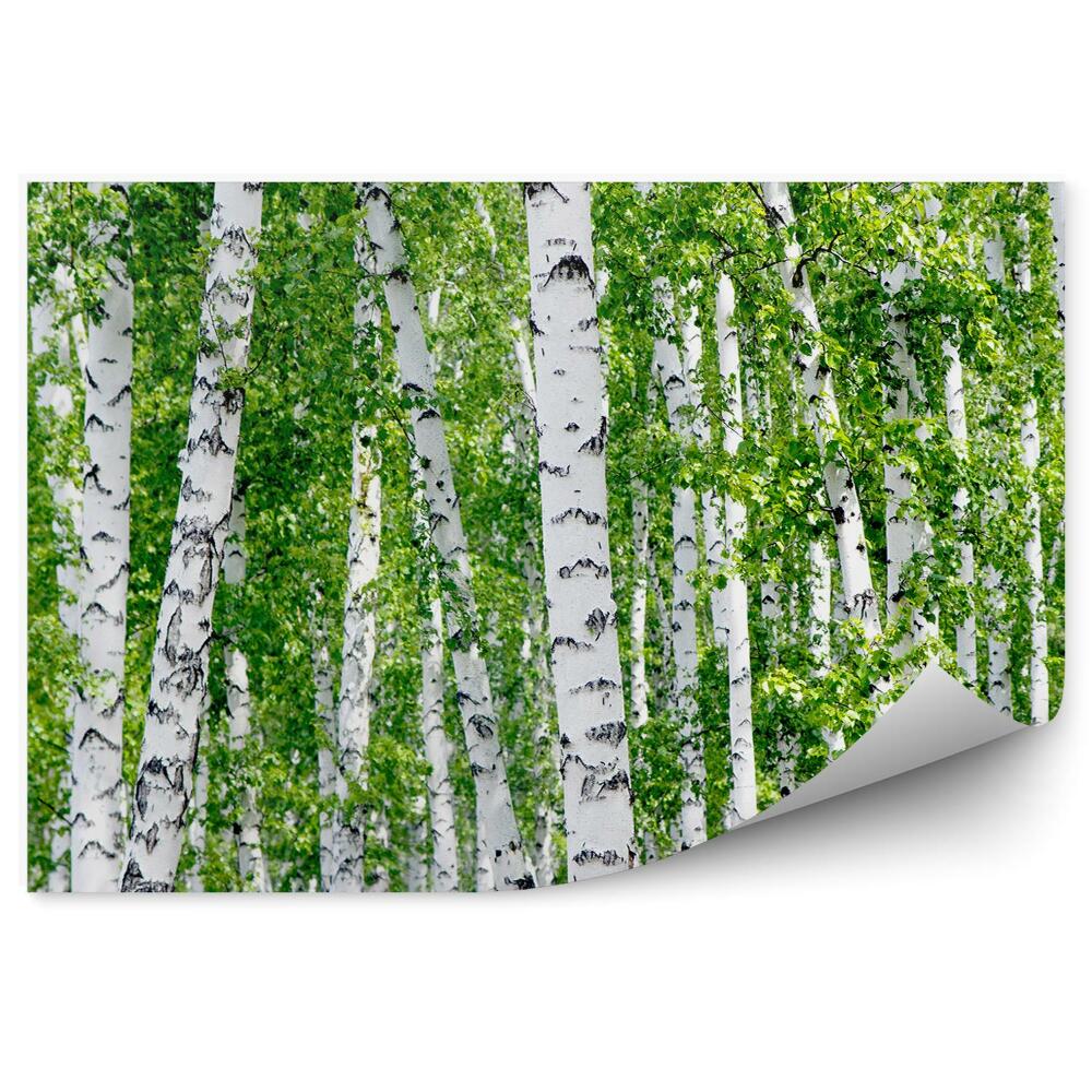 Papier peint Feuilles Vertes Des Bouleaux En Été