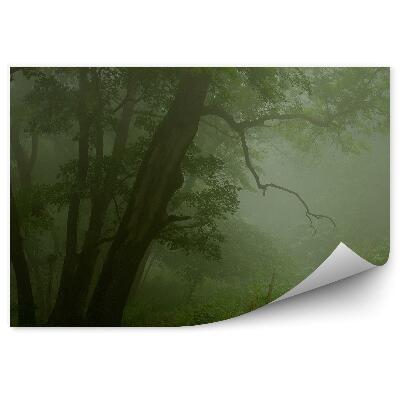 Papier peint Forêt Brumeuse