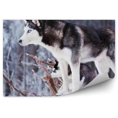 Papier peint Chien Husky Forêt Neige Hiver Yeux Bleus