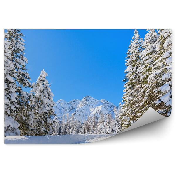 Papier peint Forêt De Conifères Montagnes Cascade Pierres