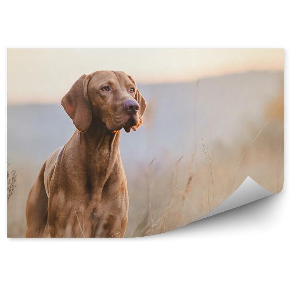 Papier peint Champ D'automne Marron Grand Chien Yeux Orange