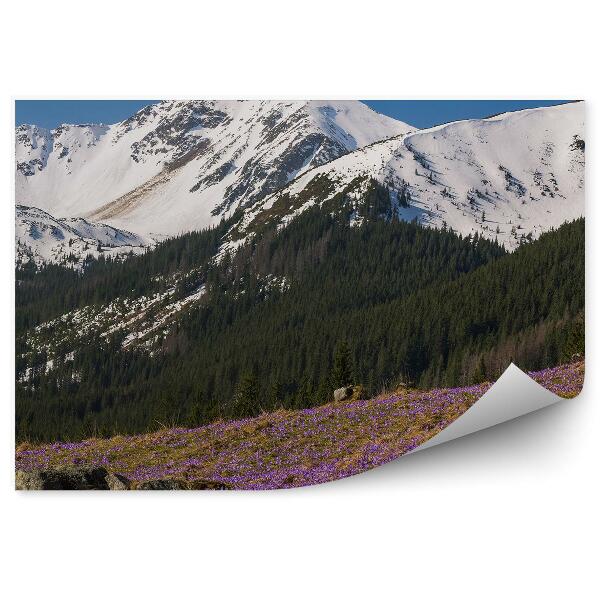 Papier peint Fleurs violettes Crocus Alpes Forêt de neige