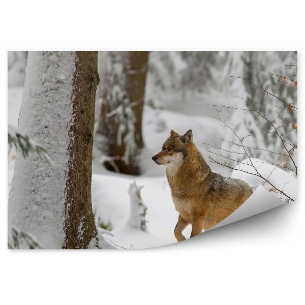 Papier peint Loup Brun Forêt Hiver Neige