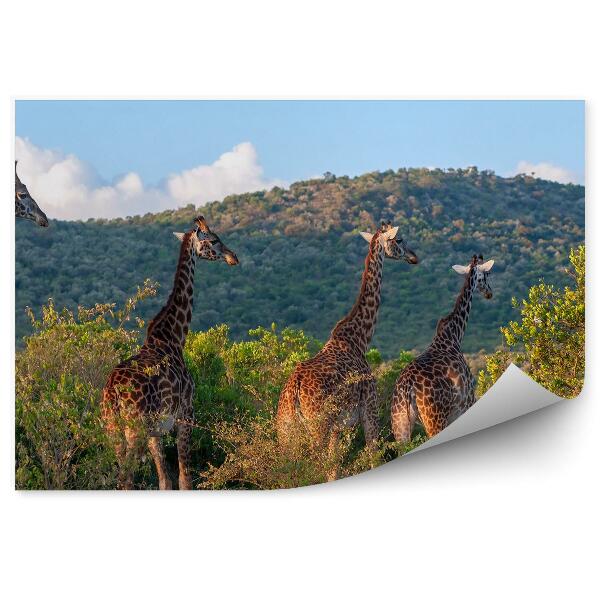 Papier peint Troupeau de girafes parc national vert