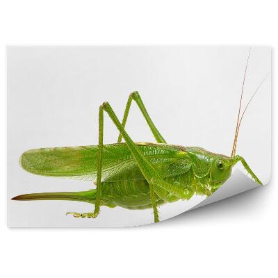 Papier peint Animal sauterelle verte
