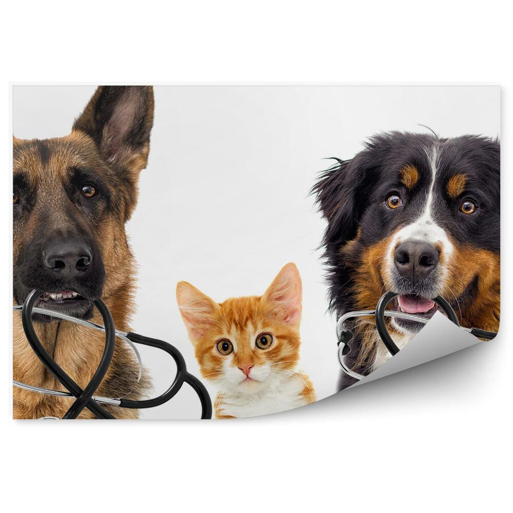 Papier peint Chien Et Chat Docteur Photo Drôle Fond Blanc