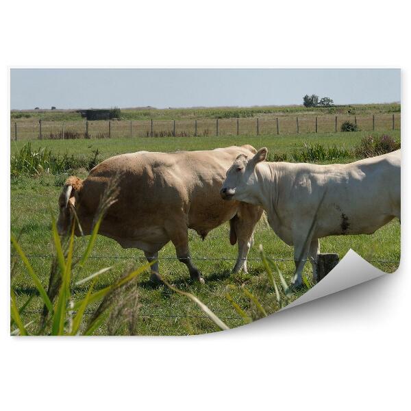 Papier peint Vaches Herbe des prés Animaux