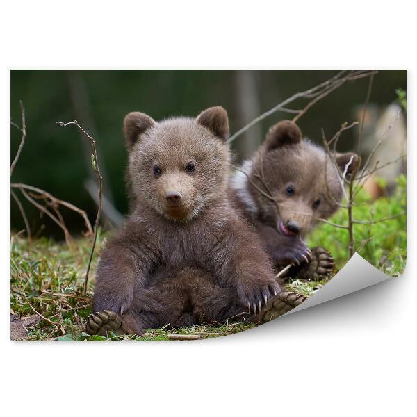 Papier peint Ours Noir Sur Un Rocher