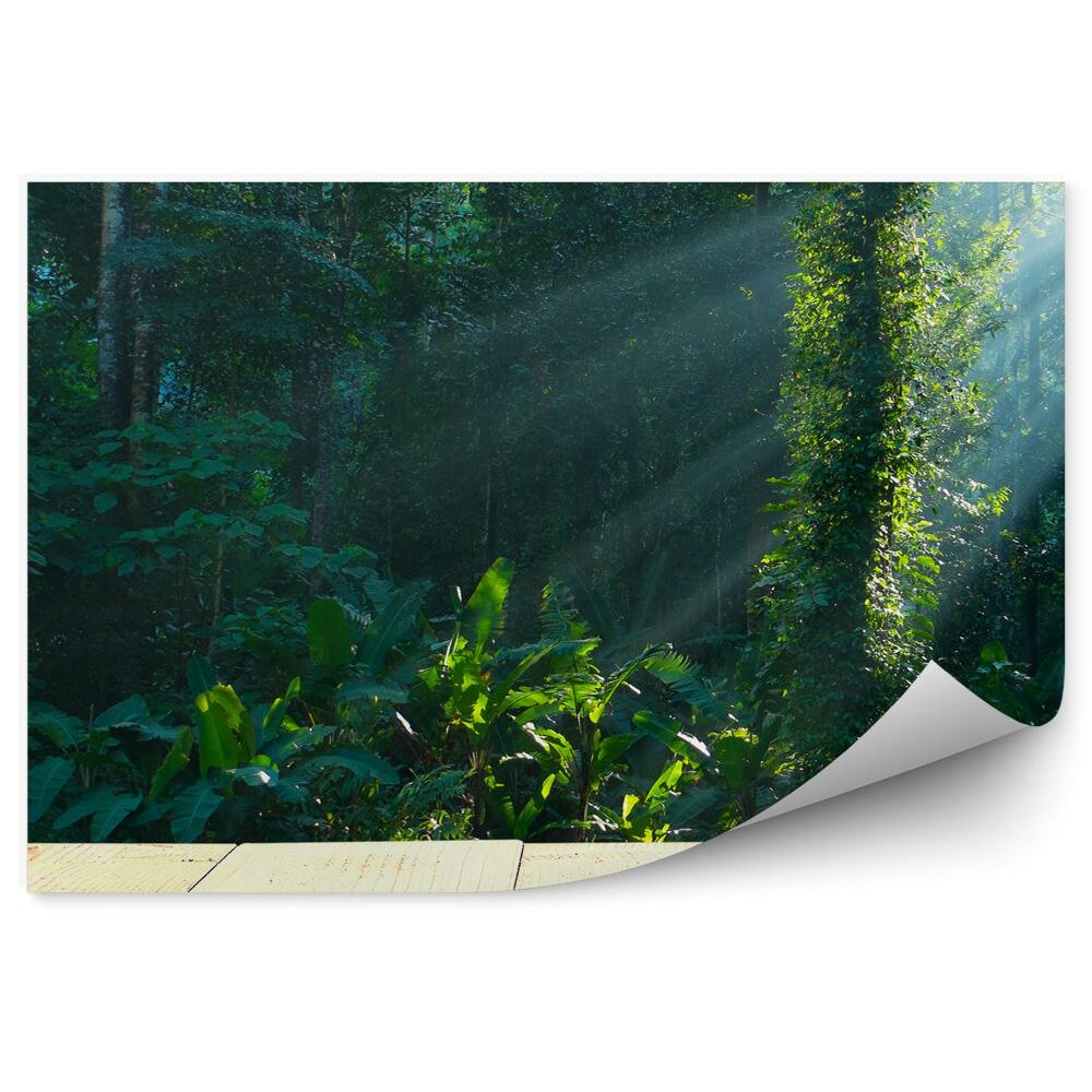 Papier peint Terrasse En Bois Forêt Tropicale Buissons Soleil