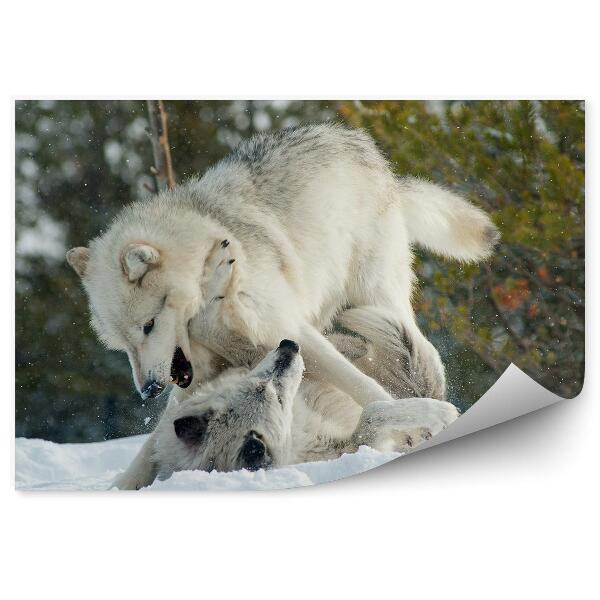 Papier peint Deux Loups Blancs Se Battent Forêt Neige Hiver