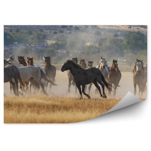 Papier peint Troupeau De Chevaux Sauvages Arbres Du Désert