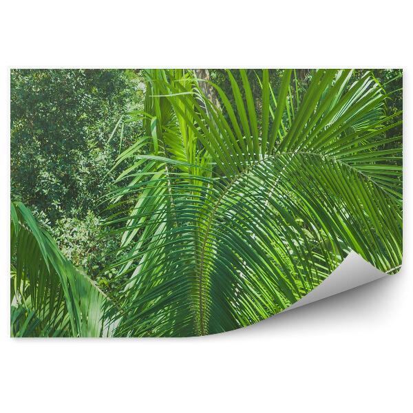 Papier peint Feuilles de la jungle tropicale Plantes Nature