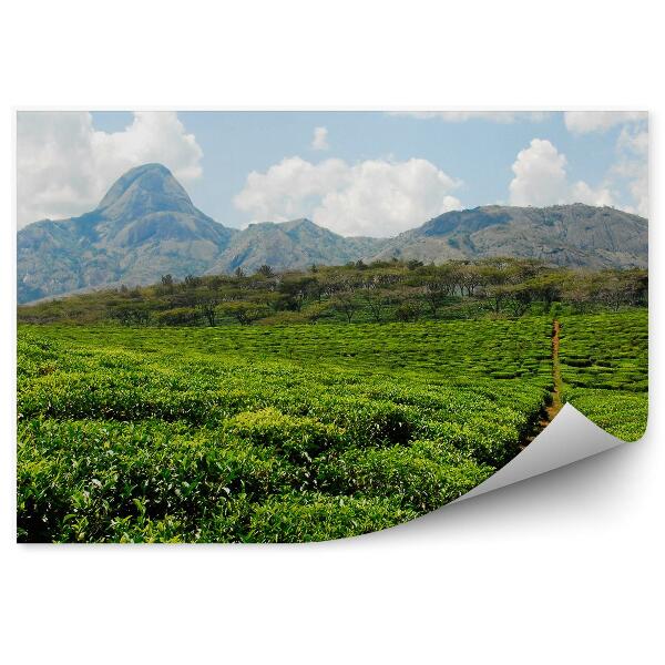 Tapisserie panoramique Plantation de thé nature montagnes