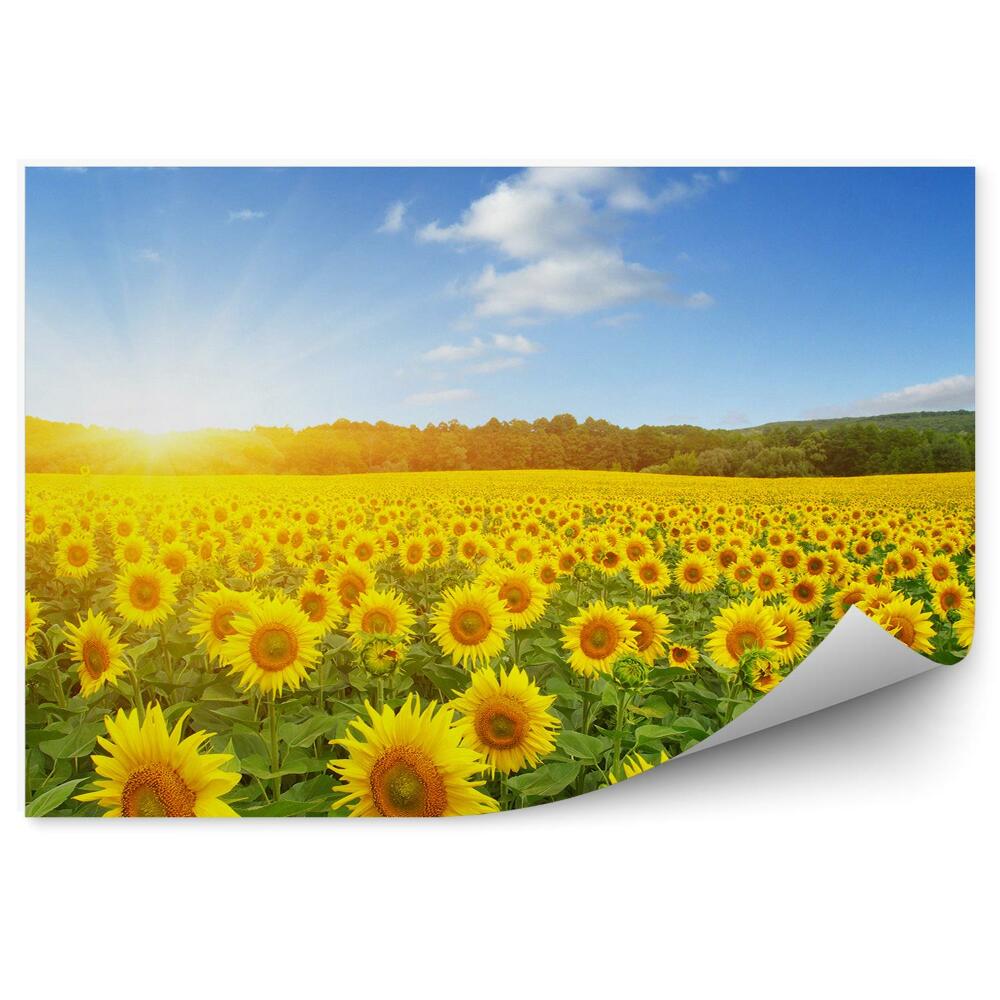Papier peint Champ de tournesols fleurs ciel nuages