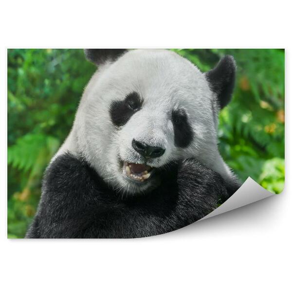 Papier peint Panda Mangeant