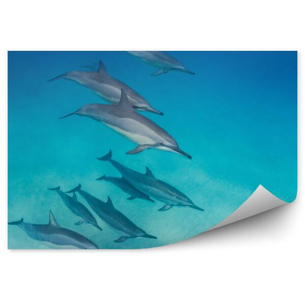 Papier peint Dauphins Nageant En Formation