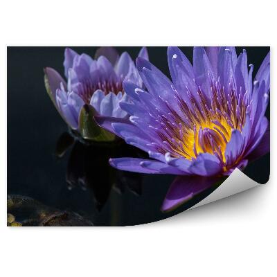 Papier peint Fleur de lotus violet feuilles d'eau