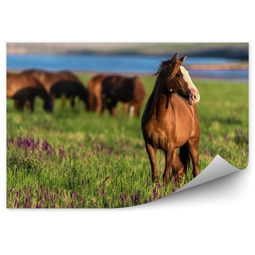 Papier peint panoramique Cheval dans la prairie