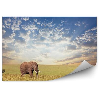 Papier peint Eléphant Savannah Ciel nuageux