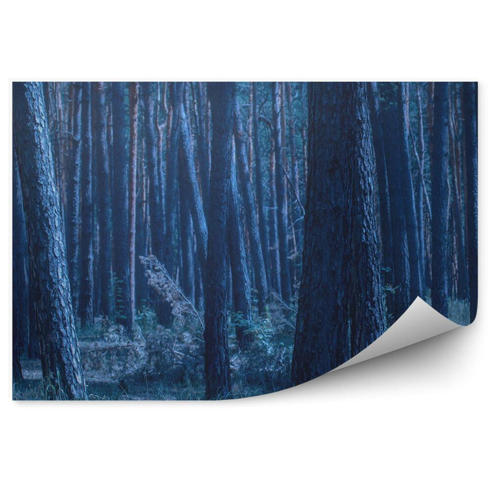 Papier peint Paysage D'hiver Forêt Œil De Mer