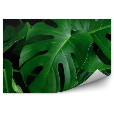Papier peint Feuille exotique verte Monstera Fond noir