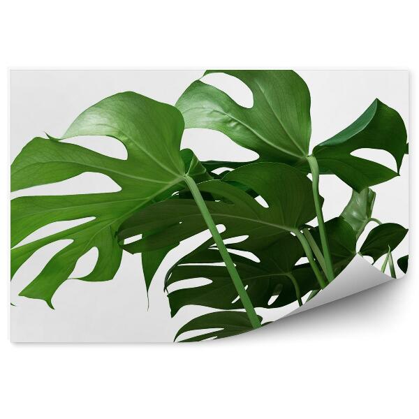 Papier peint Feuilles de Monstera Plante ornementale Tropical