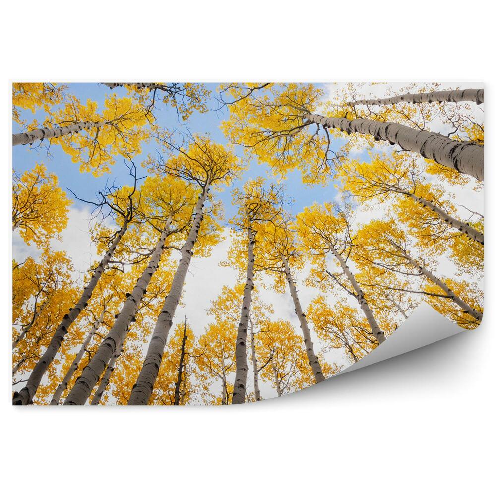 Papier peint Feuillage d'automne Forêt Vue du ciel