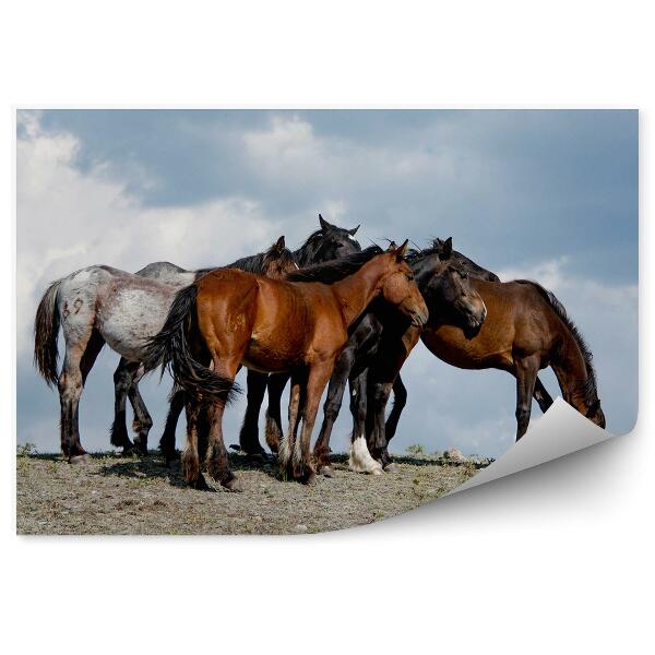 Papier peint Petit Troupeau De Chevaux Sur Une Colline, Au Repos Dans L'herbe