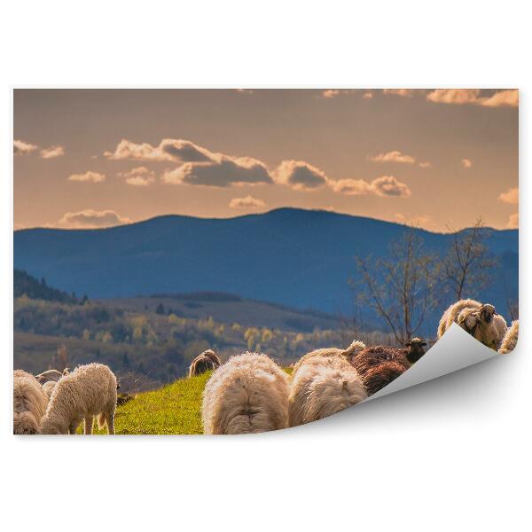 Papier peint Mouton Carpates Montagnes Ciel Nuages Arbres Montagnes