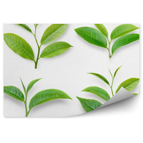 Papier peint Feuilles de thé vertes Plantes