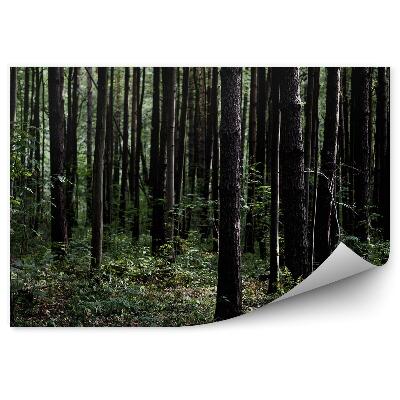 Papier peint Forêt Vert Foncé