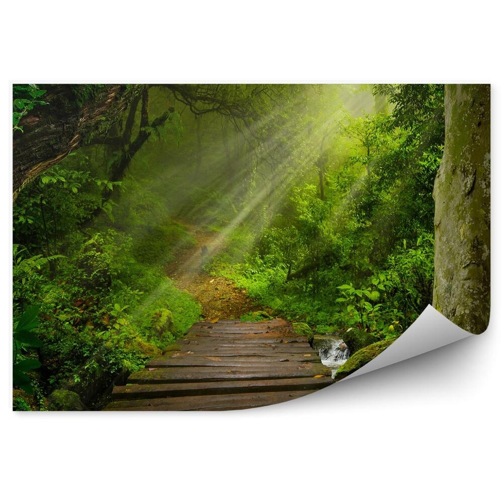 Papier peint Forêt Tropicale Chemin De Construction Feuilles