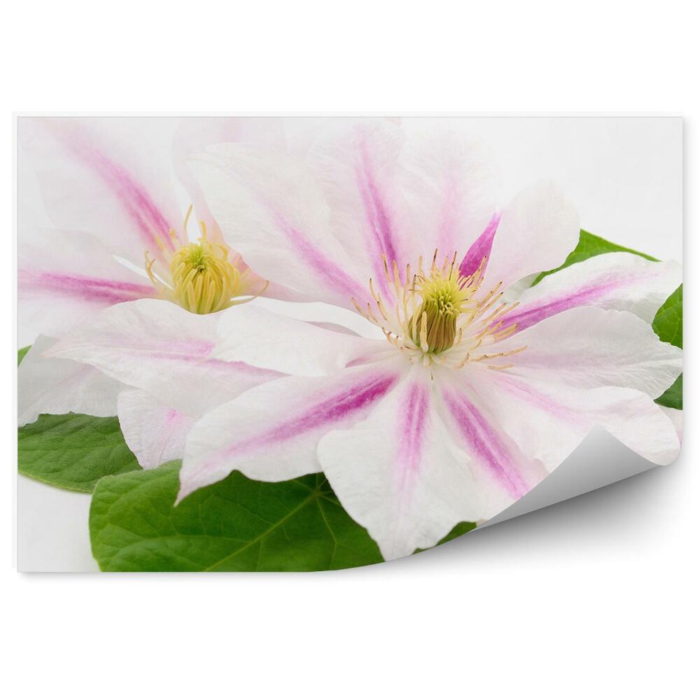 Papier peint Fleurs blanches et roses