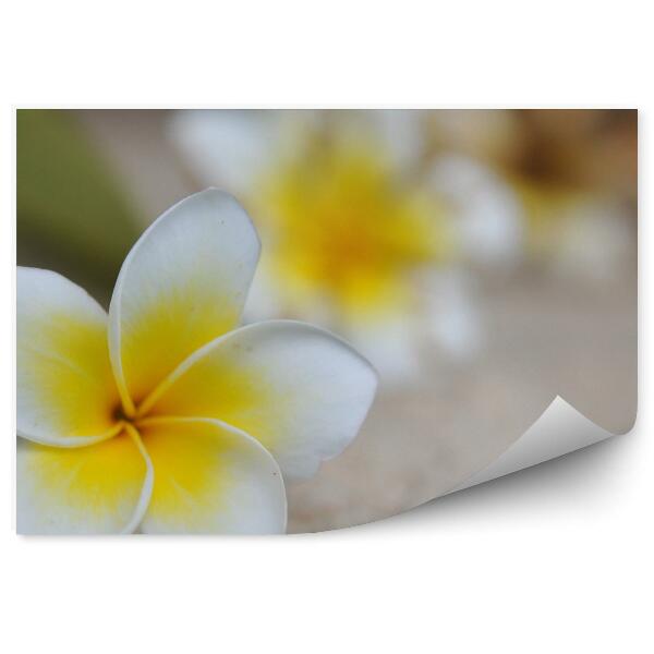 Papier peint Fleurs tropicales plumeria fond sable