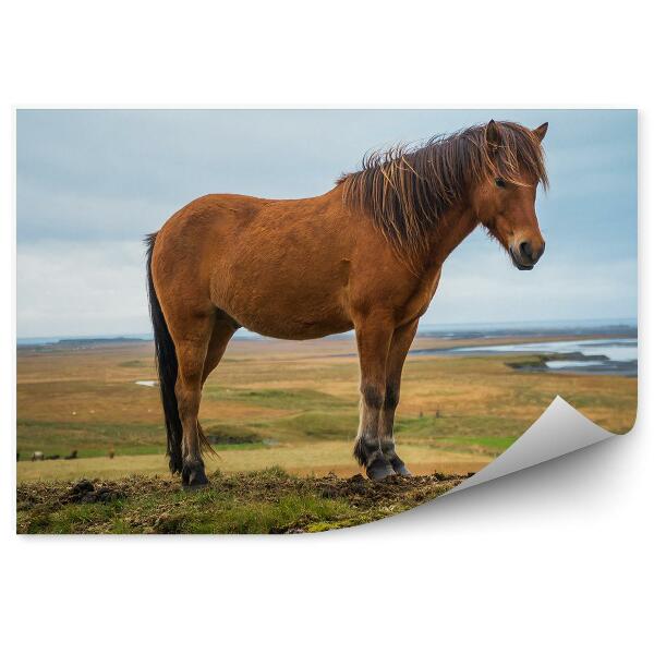 Papier peint Cheval Brun Islandais Sur Une Colline