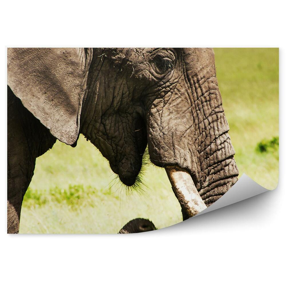 Papier peint Éléphant D'afrique Sur Fond De Savane, Gros Plan