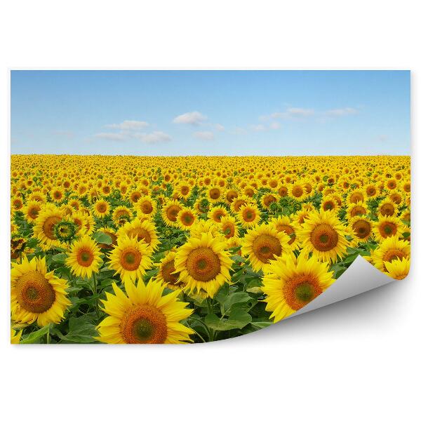 Papier peint Champ de tournesols ciel nuages fleurs