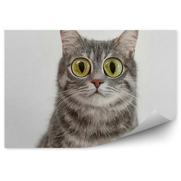 Papier peint Chat Gris Bringé Grands Yeux Verts