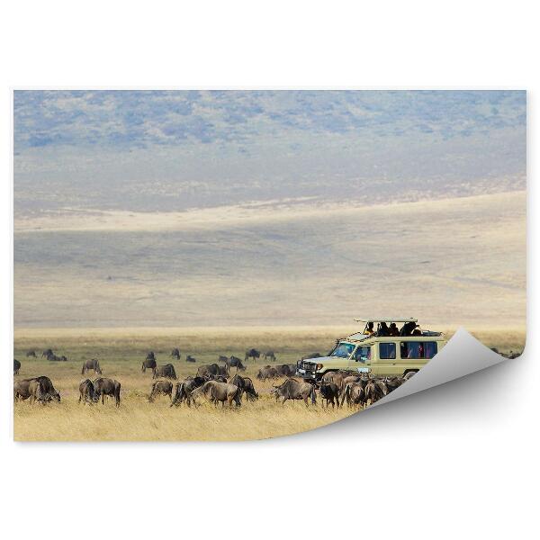 Papier peint Gnous Antilopes Safari Voiture Tourisme