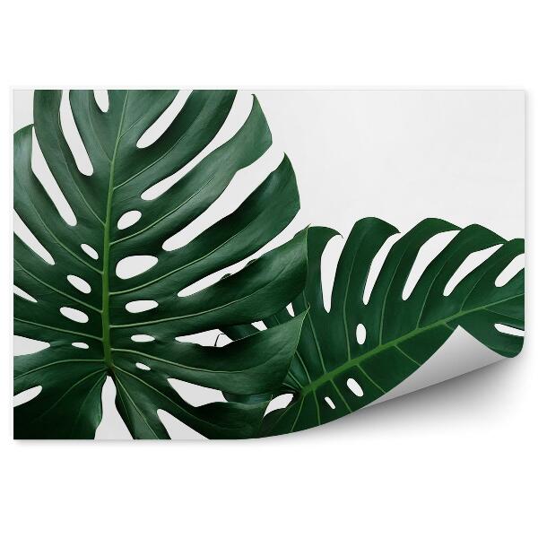 Papier peint Feuilles de monstera vertes fond blanc graphique