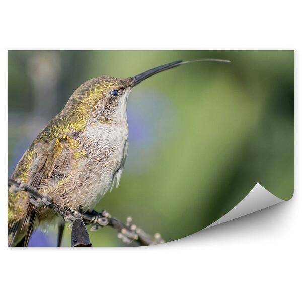 Papier peint Jour ensoleillé Colibri Gros plan Oiseau Animal