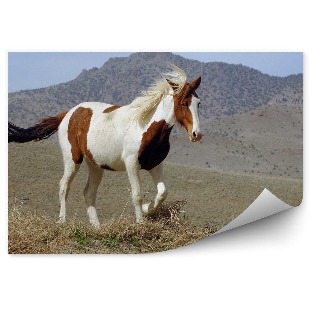 Papier peint Mustang Pinto Sauvage Défrichant Les Montagnes Du Nevada