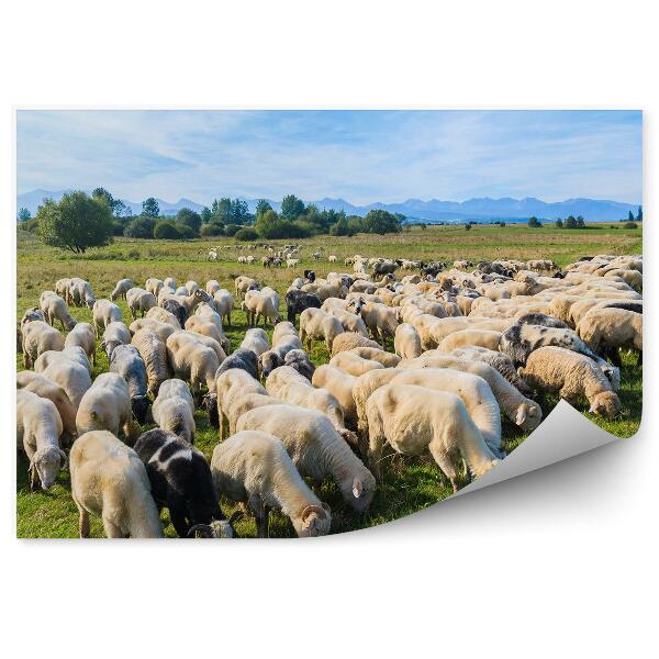 Papier peint Moutons en train de brouter Prairie Bicyclettes Chien