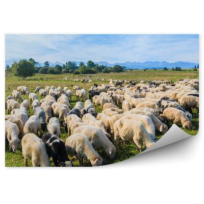 Papier peint Moutons en train de brouter Prairie Bicyclettes Chien