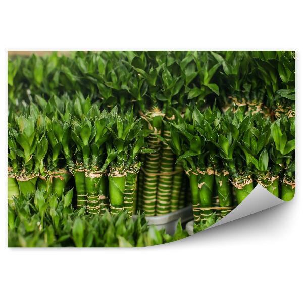 Papier peint Tiges de bambou Plantes vertes