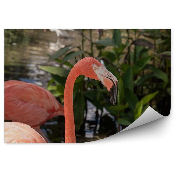 Papier peint Flamingos Oiseaux Rivière Arbres Caraïbes